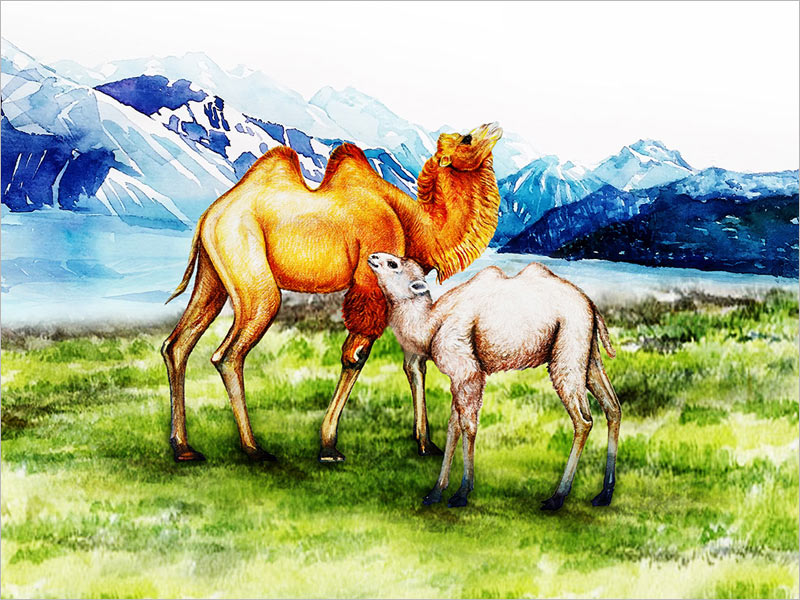 原創(chuàng)水彩手繪插畫設計：雪山草原駱駝